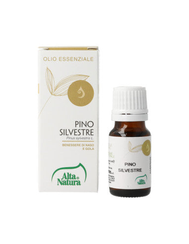 PINO SILVESTRE